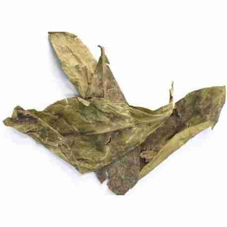chacruna-psychotria-viridis