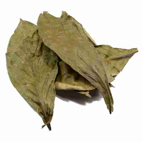 Chacruna (Psychotria viridis)