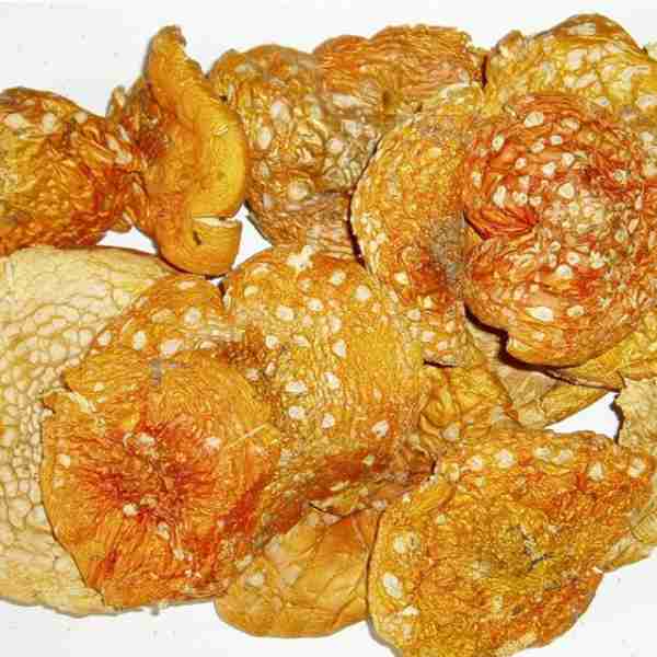 Amanita Muscaria Getrocknet Cerimona und Microdosing