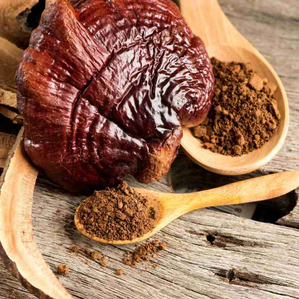 Reishi Ling Zhi (Ganoderma Lucidum) Rot-100% BIO - Extrakt Pulver 5:1