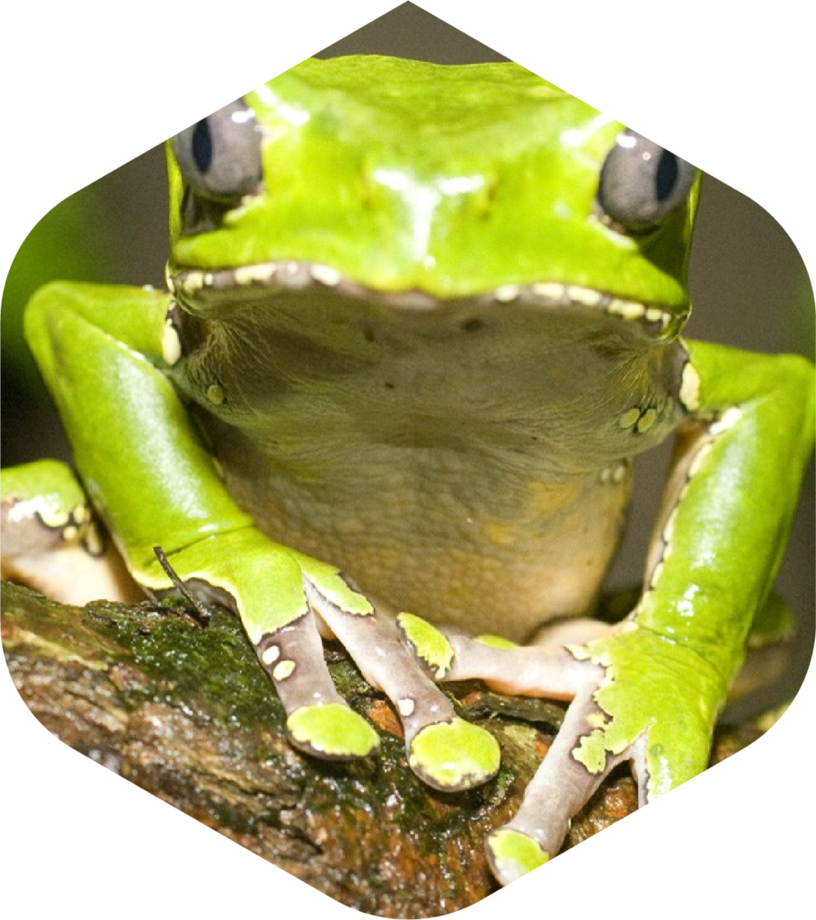 Kambo Schaufel-Stick Doppel-Super Entgiftend Peru Amazonia