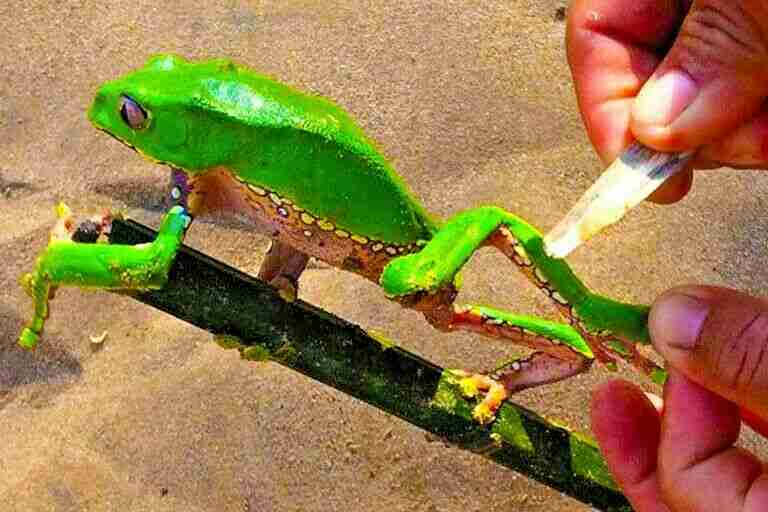 Kambo Paletta Stick Super Disintossicante Perù Amazonia